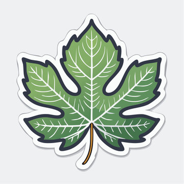 Green Fig Leaf Illustration