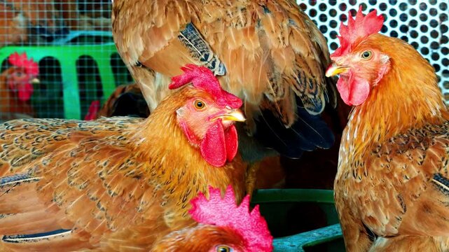 A dense flock of capons in a chicken coop at a chicken farm