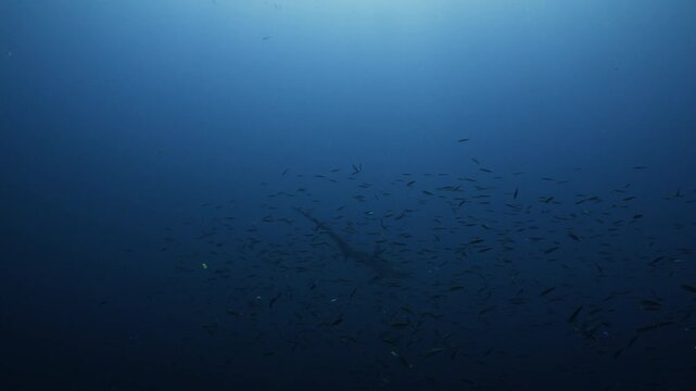 Thresher Sharks over the Reef and into the blue in Malapascua, Philipino Archipelago
