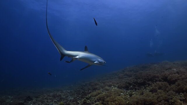 Thresher Sharks over the Reef and into the blue in Malapascua, Philipino Archipelago
