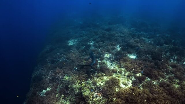 Thresher Sharks over the Reef and into the blue in Malapascua, Philipino Archipelago