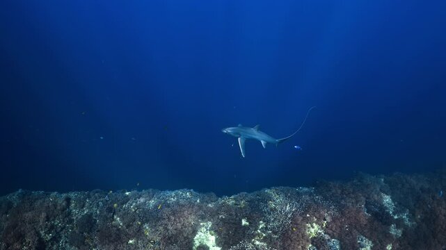 Thresher Sharks over the Reef and into the blue in Malapascua, Philipino Archipelago