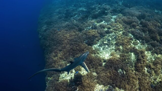 Thresher Sharks over the Reef and into the blue in Malapascua, Philipino Archipelago