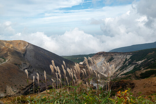 Silver Grass Swaying on a Volcanic Mountain Ridge with Sea of Clouds