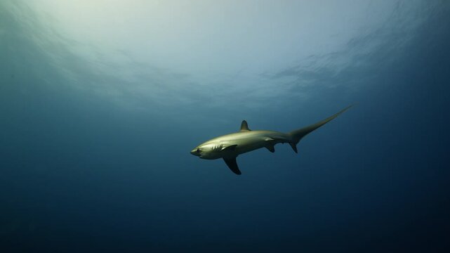 Thresher Sharks over the Reef and into the blue in Malapascua, Philipino Archipelago