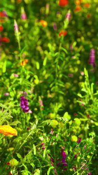 Different types of flowers grow in a garden. Sunlight shines on the plants. The scene shows various colors and shapes of flowers in a spring season.