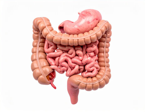 Detailed anatomical model of human digestive system on white background