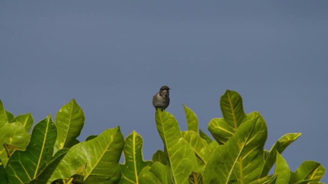 Peruvian sheartail hummingbird perched on green leaves, turning its head side to side against a blue sky background in Lima Peru, natural behavior captured in close detail, no people present