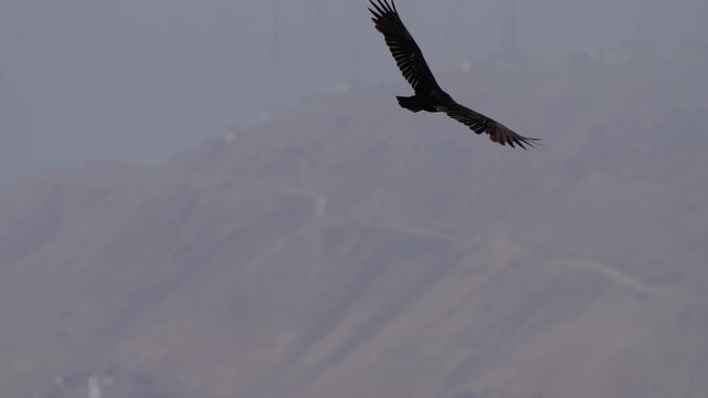 Black vulture gliding over the coast with ocean background, banking right in flight above Lima Peru shoreline, natural soaring behavior captured in open sky, no people present