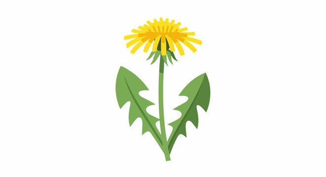 A single yellow dandelion with green serrated leaves stands tall