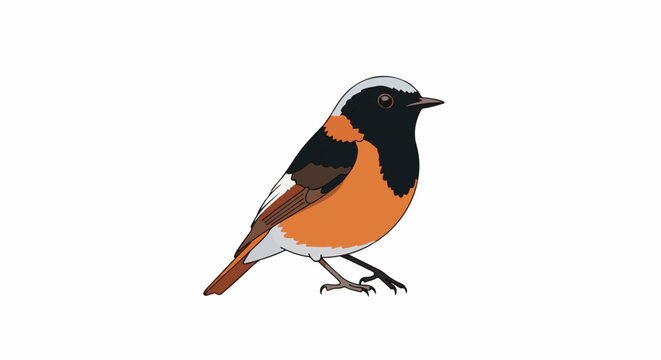 A redstart bird with black, orange, and white plumage stands on a white background