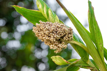 Obraz premium Jowar grain sorghum crop farm. Fresh healthy high fiber organic food jowar millet.