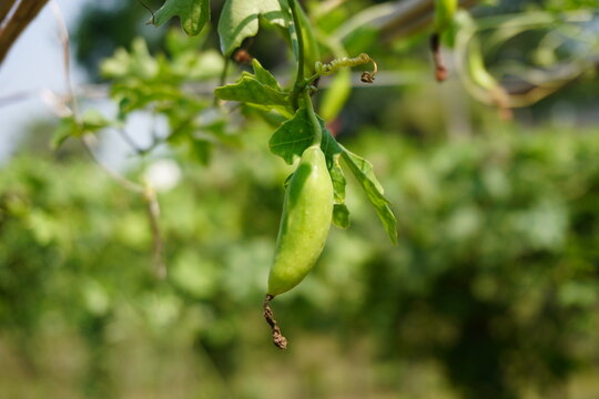 Close Up of Pointed Gourd Growing on Green Vine Plant