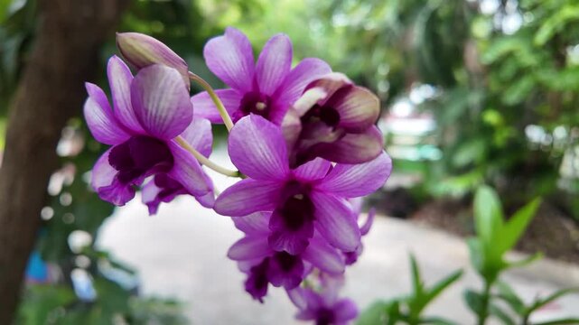 Vibrant purple orchids bloom gracefully in lush garden, showcasing delicate petals and intricate patterns, celebrating beauty of nature and tropical plants.