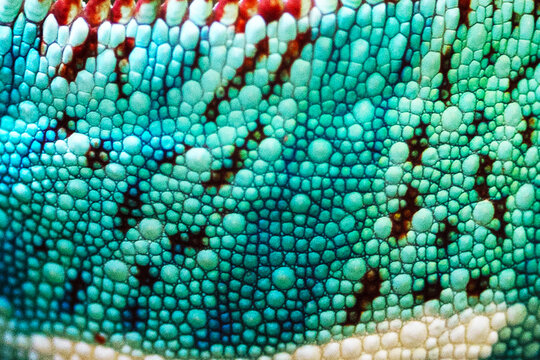 Chameleon skin surface texture close-up for background and wallpaper.Chameleon skin. Beautiful colorful bright chameleon skin, colorful texture of reptile skin pattern.