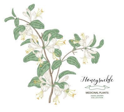 Honeysuckle flowers and leaves. Lonicera japonica tree. Vector illustration hand drawn. Sketch style.