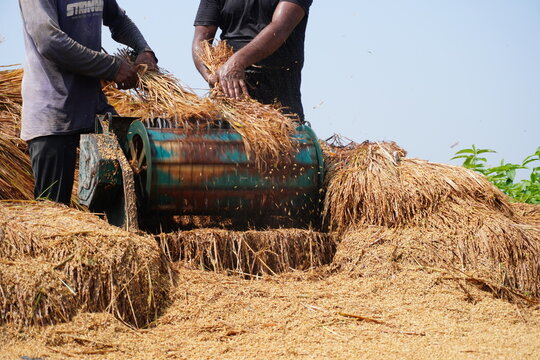Farmers Operating Traditional Crop Threshing Machine