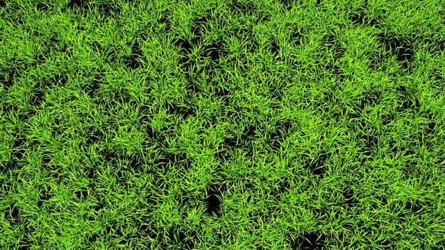 Green grass on alpha channal