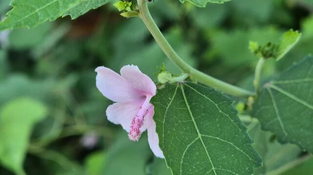 Close up of Pink Urena Lobata Flower or Caesarweed with Green Leaves Background