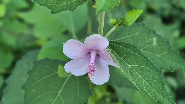 Close up of Pink Urena Lobata Flower or Caesarweed with Green Leaves Background