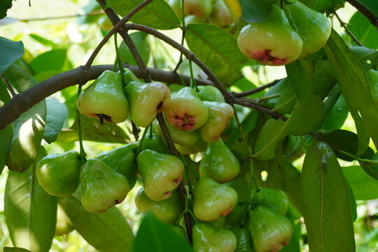 Fresh Wax Apple Fruits Growing on Tree Branch in Tropical Garden