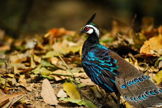Polyplectron napoleonis