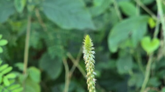 Macro Close-Up of Achyranthes Aspera (Prickly Chaff Flower) Wild Grass Swaying in the Wind with Blurred Green Nature Background