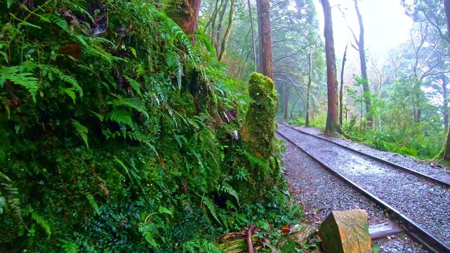 The old railway line on Victoria Peak extends deep into the misty forest through an ultra-wide-angle lens.