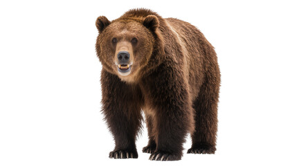 Fototapeta premium Isolated brown bear standing, front view, powerful wild animal showing teeth in studio shot