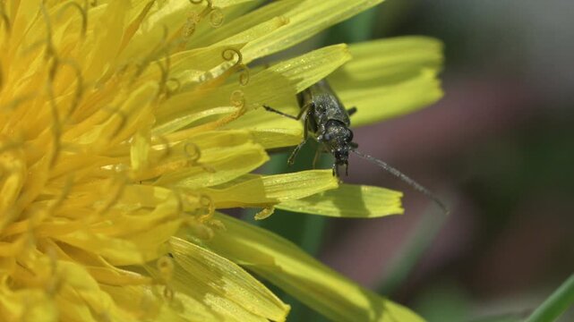 Thick-Legged Flower Beetle (Oedemera nobilis) male on a dandelion flower with much smaller Pollen Beetles. May, Kent, UK [Slow motion x5] 