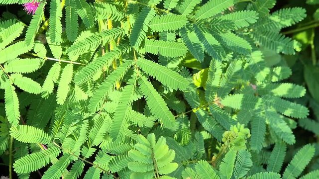 Lush Green Sensitive Plant (Mimosa pudica) Leaves in Bright Sunlight