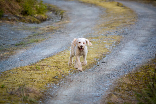walking with the puppy, a pudelpointer with light coat, a hunting dog, in the forest, at a spring day 