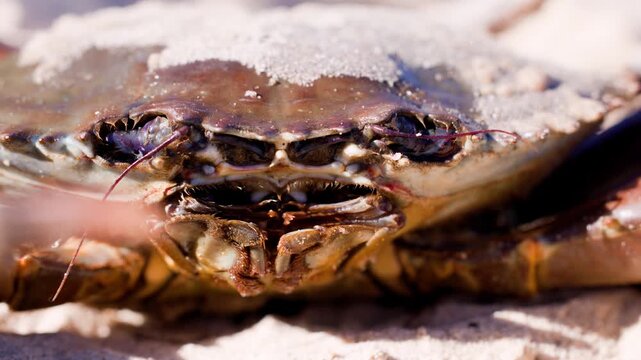 Close up of crab with sand on shell on sunny beach.