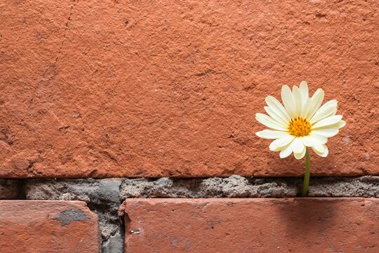 Flower blooming through brick wall crack in natural light capturing resilience and beauty