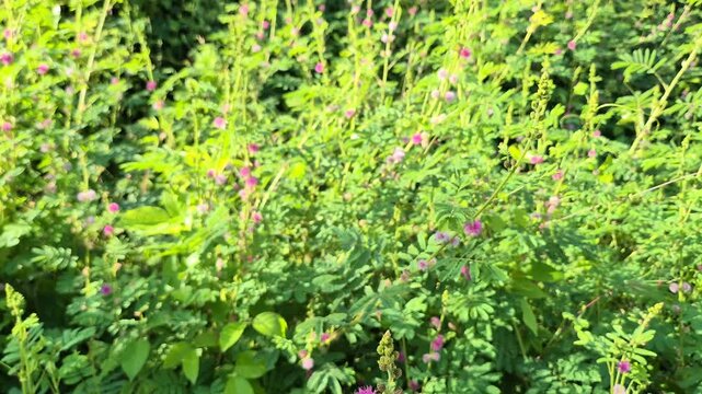 Pink Mimosa Pudica Flowers (Sensitive Plant) Blooming in the Wild with Green Leaves - Nature Footage