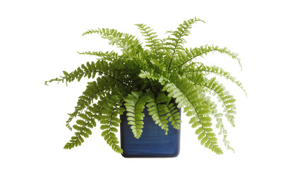 Isolated beautiful fern plant with lush green fronds in a stylish dark blue rectangular pot © Aoife