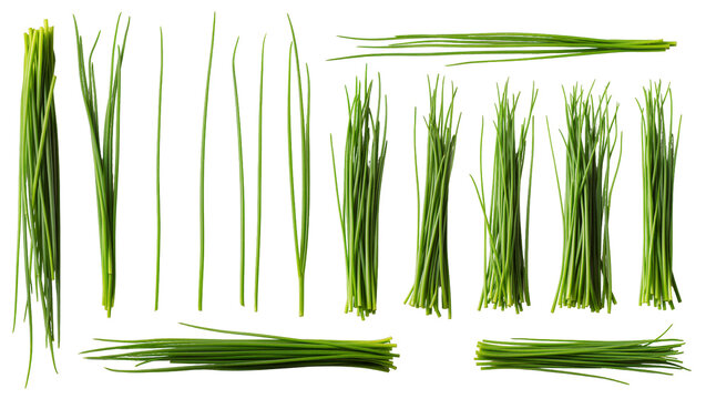Isolated fresh green chives bundles and individual stems, aromatic herbs for culinary use