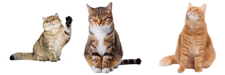 Three cats of different breeds and colors sitting and looking in different directions, isolated on transparent background © N