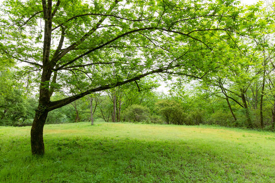 The lawns and trees in the park in spring