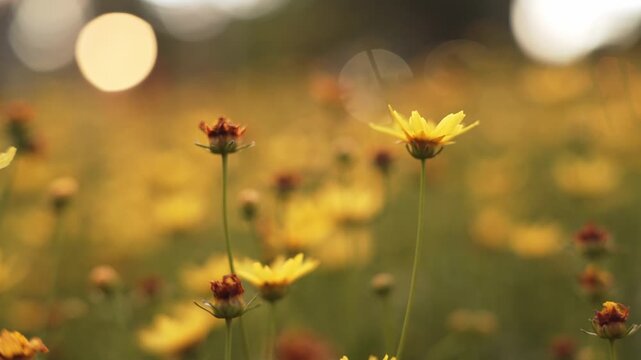 Close-up of vibrant yellow wildflowers in a meadow during golden hour. Soft sunset light creates a dreamy bokeh background. Beautiful nature landscape perfect for spring or summer themes.