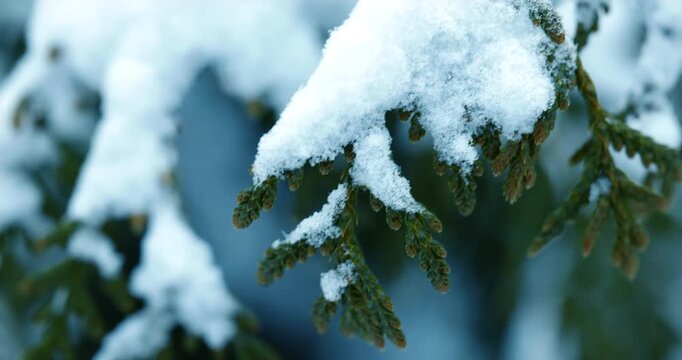 Close up of snowy cedar branch swaying in the breeze. Macro view of snow on evergreen branch in winter wind. Cinematic macro of fresh snow on green conifer branch
