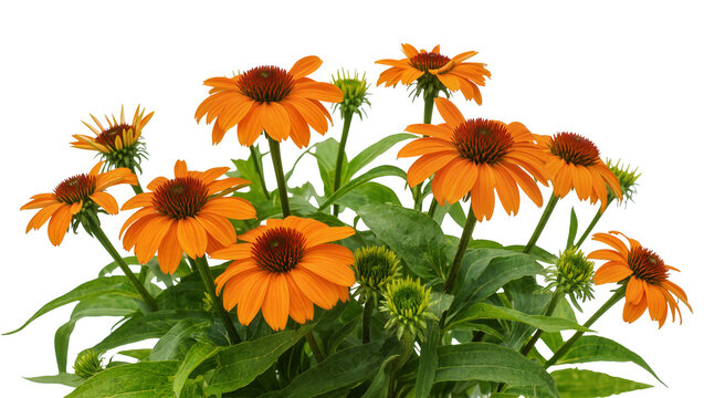 Isolated vibrant orange coneflowers with green leaves blooming beautifully, a fresh garden plant