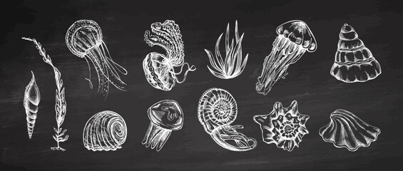 Hand drawn vintage sketch collection of jellyfish seashells seaweed and marine creatures on chalkboard background illustration © Mariia Mazaeva