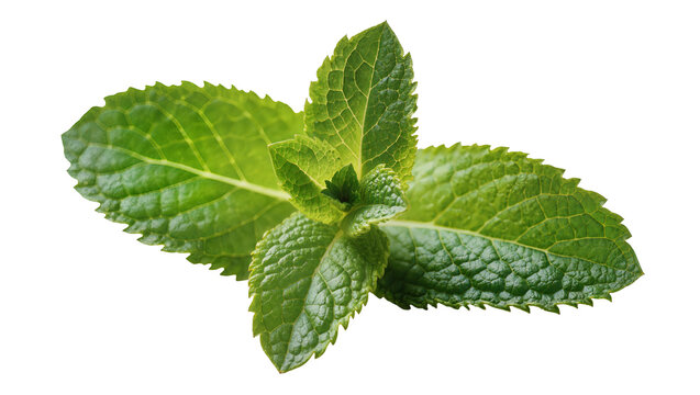 Isolated fresh green mint leaves sprig, natural aromatic herb for cooking and drinks