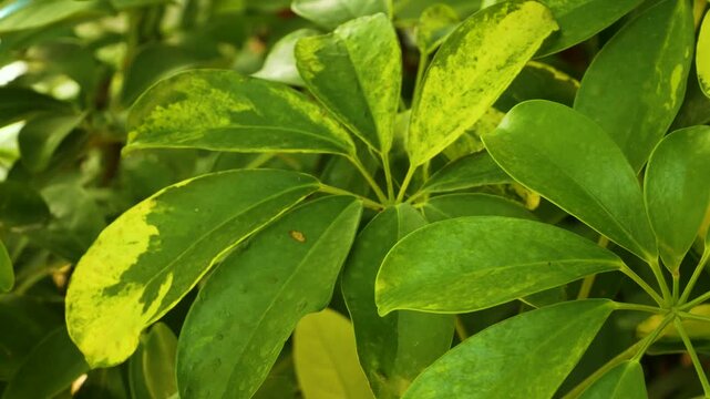 Large tropical schefflera leaves creating a lush panoramic background. Wild subtropical and tropical nature with dense green foliage. Concept of exotic travel, jungle atmosphere, and holidays in the
