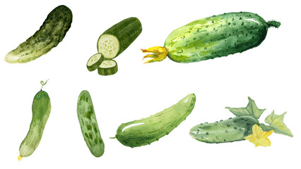 Vibrant Watercolor Illustrations of Fresh Cucumbers in Various Forms and Stages of Growth © epos studio art