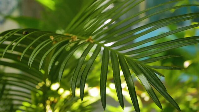 Large leaves of tropical plants illuminated by sunlight breaking through partial shade. Lush green foliage creating an exotic jungle atmosphere. Concept of tropical nature, relaxation, and natural
