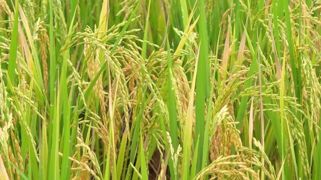 The rice plants are starting to bear grains and are almost ready for harvest.