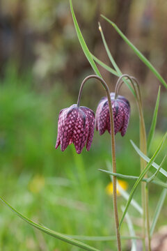 Snake's Head Fritillary (Fritillaria meleagris)