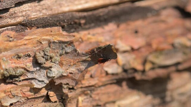 Red tick on tree bark close up